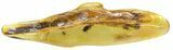 Detailed Fossil Beetle (Coleoptera) In Baltic Amber #59414-1